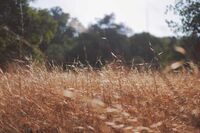 骄傲是贬义词还是褒义词 骄傲是贬义词还是褒义词