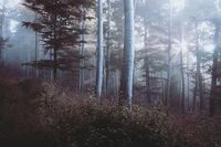 四年级过年作文1