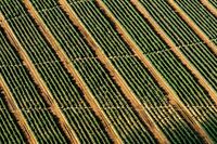 春节的话题作文 篇1