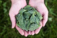 那份爱国精神让我感动作文