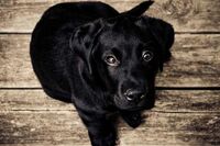 世界何时铸剑为犁作文