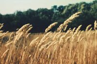 小学献爱心的作文1