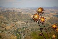 我学会了芭蕾舞作文