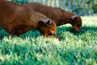 献给母亲的歌的作文 篇1