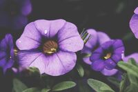 梦想的执着_作文