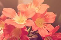 小白兔的草帽小学作文