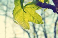 四字成语褒义词1