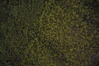 我班的圣诞主题班会作文