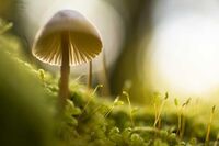 五年级下册长城作文 1