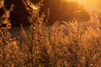 抒情爱国初中作文