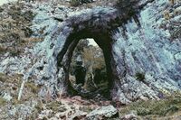 篇一：虫子向黄鼠狼报恩