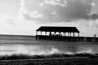 春天来了作文800字