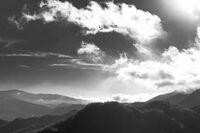 动物报恩的作文 1