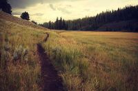 描写成长的作文