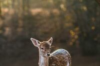 春天来了作文400字