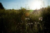 我的芭蕾之路作文1