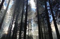 八年级上册语文第六单元作文：春节的由来