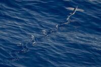 世界遗产之长城作文