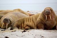 长城，我爱你作文