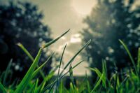 小白兔的夙愿优秀作文